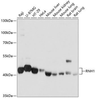 RNH1 antibody