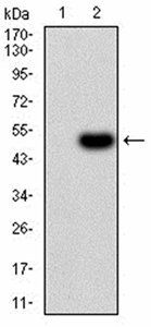 RNLS Antibody