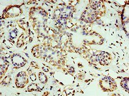 RNLS Antibody