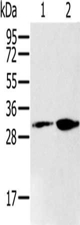 RNLS antibody