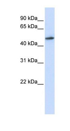 RNMT antibody