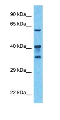 ROA3 antibody