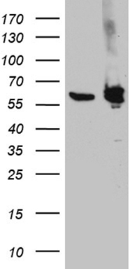 ROD1 Antibody