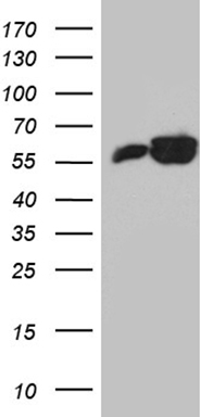 ROD1 Antibody