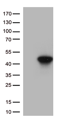 ROD1 Antibody