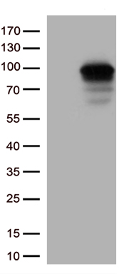 ROD1 Antibody