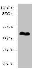ROM1 antibody