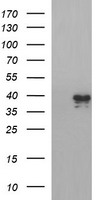 ROMO1 Antibody