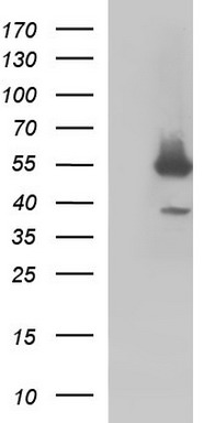 ROMO1 Antibody