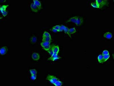 ROMO1 Antibody