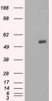RON (MST1R) antibody