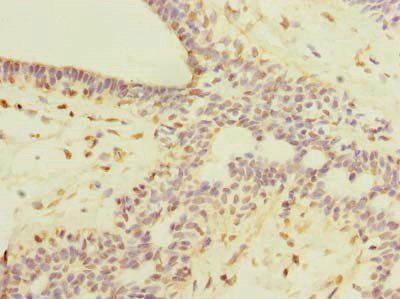ROPN1L antibody
