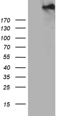 ROR gamma (RORC) antibody