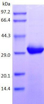 ROR1 protein