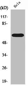 RORA antibody