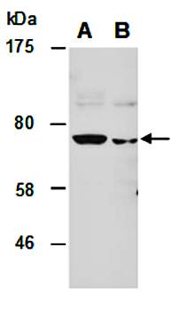 RORA antibody