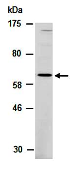 RORA antibody
