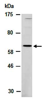 RORA (M) Antibody, Rabbit Polyclonal