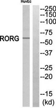 RORG antibody