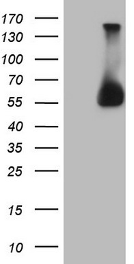 ROS1 Antibody