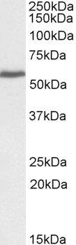 PRPF31 antibody