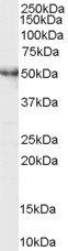 RP6-213H19.1 antibody