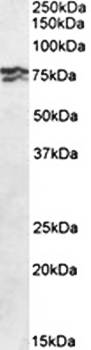 Goat anti-RPA1 / RPA70 (aa323-337) Antibody
