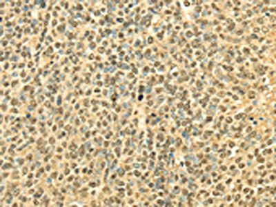 RPA2 Antibody