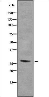RPA30 antibody