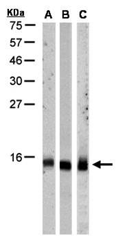 RPA 14 kDa subunit antibody