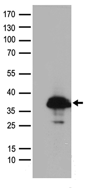 RPAIN antibody