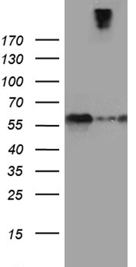 RPAIN Antibody