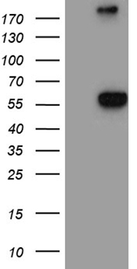 RPAIN Antibody