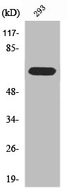 RPAP2 Antibody