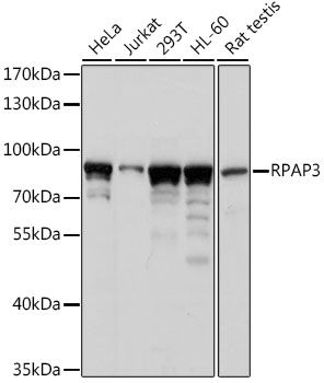 RPAP3 antibody