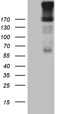 RPB11 (POLR2J) antibody