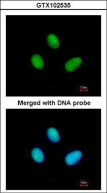 RPB2 antibody [N1], N-term