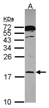 RPB8 antibody