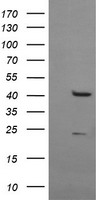 RPC62 Antibody