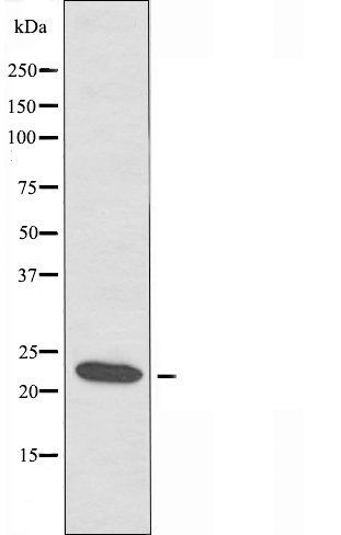 RPC8 antibody