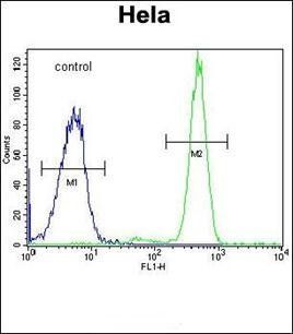 RPC8 antibody