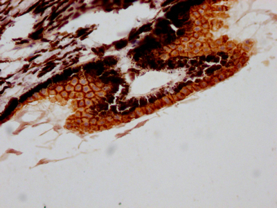 RPE65 Recombinant Monoclonal Antibody