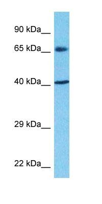 RPF1 antibody
