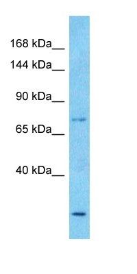 RPGF4 antibody