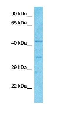 RPGF5 antibody