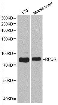 RPGR antibody
