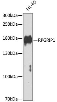 RPGRIP1 antibody