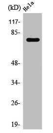 RPH3A Antibody