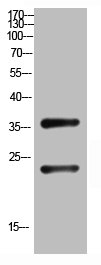 RPL10 antibody