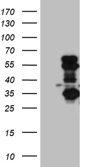 RPL10A Antibody